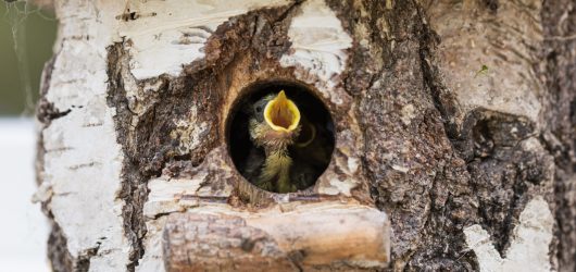 Baby bird looking out of a hole in wooden nesting bird house Baby bird with a wide open beak looking out of a hole in wooden nesting bird house.