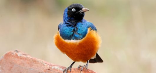 Colourful bird Superb Colourful bird Superb Starling sits on a branch