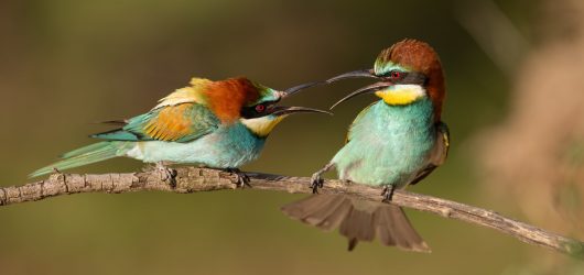 Pair of european bee-eaters, merops apiaster, figahting. Pair of european bee-eaters, merops apiaster fighting. Two colorful exotic looking birds having a conflict. Action wildlife scenery.